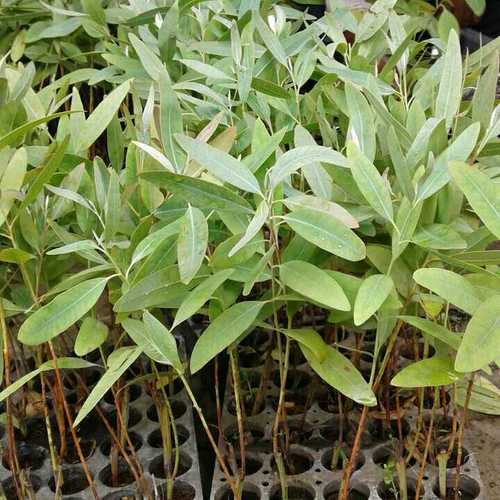 Eucalyptus Plants at best price in Kanpur by Eucalyptus Plants