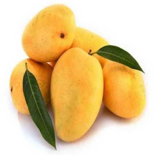 Good In Taste Badami Mango - Fresh Yellow Mango, Sweet Flavor, Superior Quality, Ideal for Food Processing