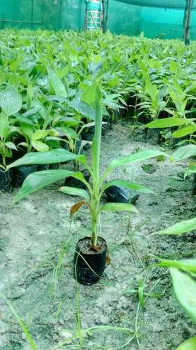 Organic Green Banana Plant