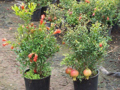 Green Pomegranate Fruit Healthy Plant