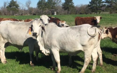 White Angus Cows