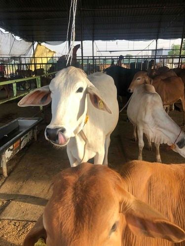 Dairy Milking Calf