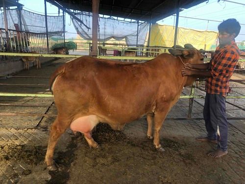 Haryanavi Sahiwal Gir Hiffer Female Calf
