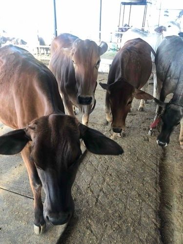 Milking Dairy Female Calft