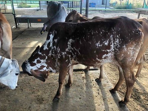 Sahiwal Female Dairy Calf