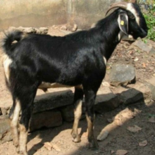 High Breed Goat Meat at Best Price in Chiplun | Sakharam Goat Farm