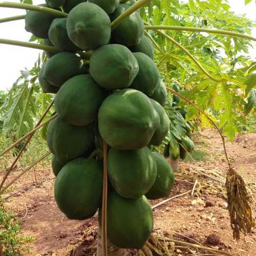 Indian Origin Fresh Papaya (Green)