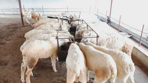 Livestock Healthy Sheep