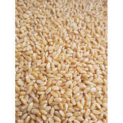 Organic Sarbati Whole Wheat