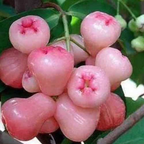 Thai Pink Waterapple Plants