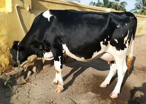 black and white jersey cow