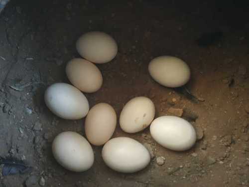 Highly Nutritional Kadaknath Eggs