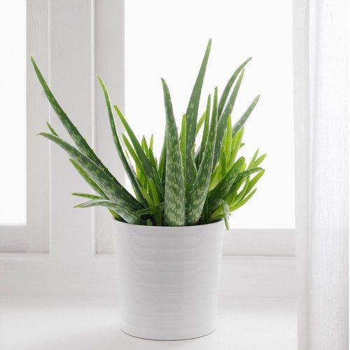 Garden Greeenhouses Natural Green Aloe Vera