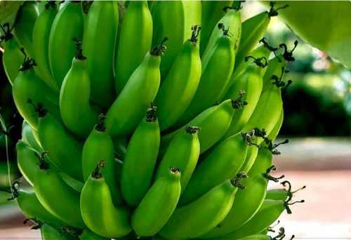 Green Organic Plantain Bananas
