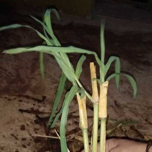 Super Napier Grass Stem