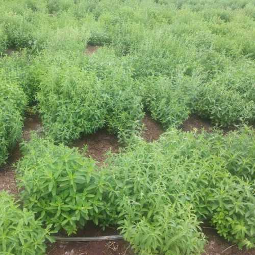 Green Herbal Stevia Plant