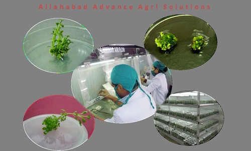 Training Services On Plant Biotechnology  By Allahabad Advance Agri Solutions