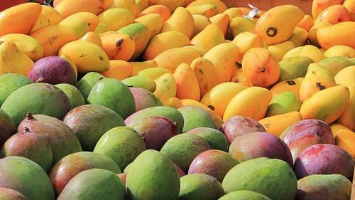 Fresh Mango Fruits (Yellow and Green)