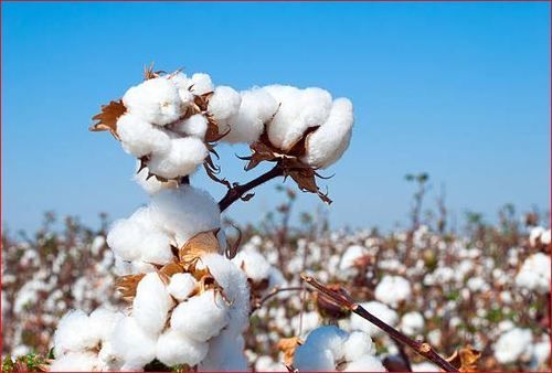 White Soft And Fluffy Raw Cotton