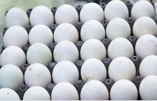 Fresh White Chick Egg