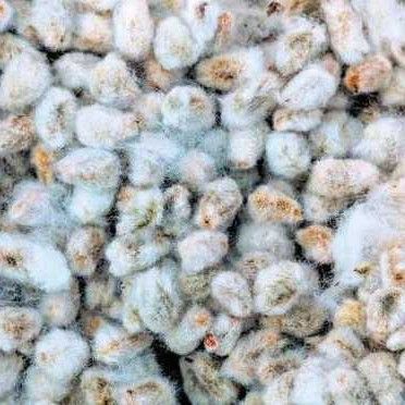 White Low Price Cotton Seeds