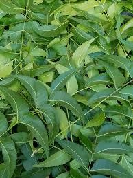 Natural Herbal Neem Leaves