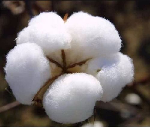 Premium Class Raw Cotton