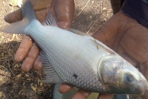 Farm Fresh Rohu Fish