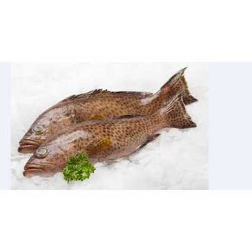 Frozen Reef Cod Fish