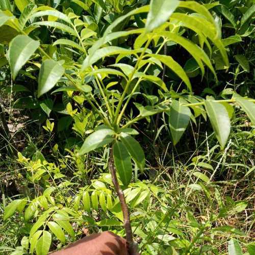 Green Hybrid Amra Fruit Plants