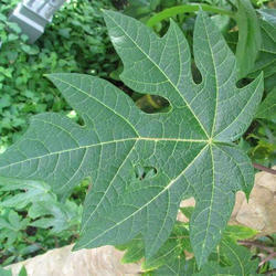 Organic Papaya Leaves From Tropical Forest Of Assam