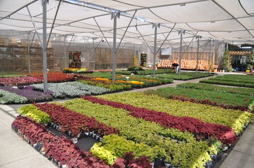 Hydrid Eco Friendly Nursery Plants