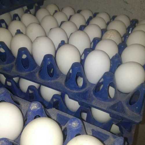ताजा चिकन अंडे