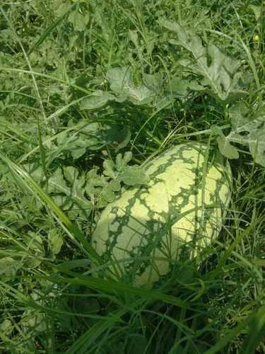 Common Fresh Natural Watermelon