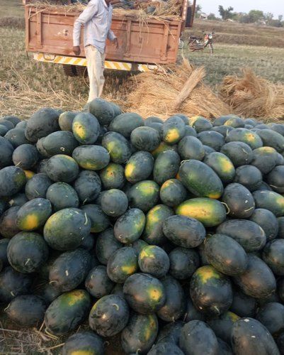 Green Natural And Fresh Watermelon