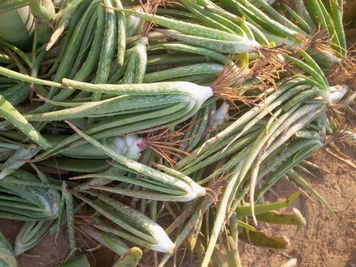 Herbal Product Aloe Vera Baby Plant