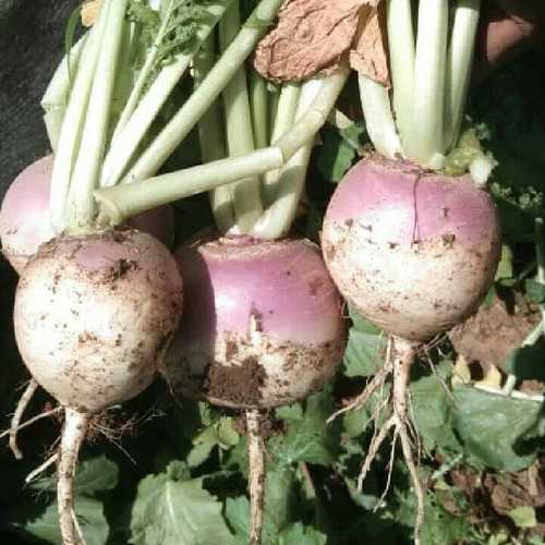 Farm Fresh Organic Turnip