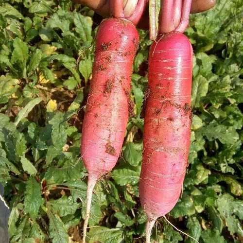 Farm Fresh Red Radish