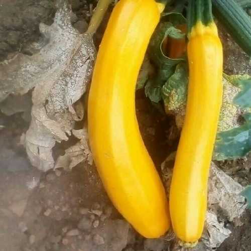 Farm Fresh Yellow Zucchini