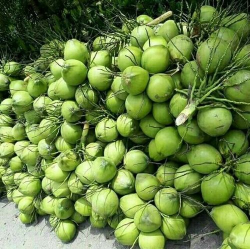 Round Fresh Green Tender Coconut