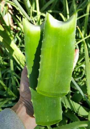 Organic Green Aloevera Leaf