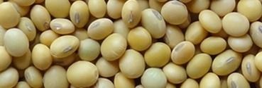 Brown Color Organic Soybean Seeds