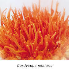 Cordyceps Militry Mushroom