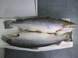 Frozen Fresh Salmon Fish