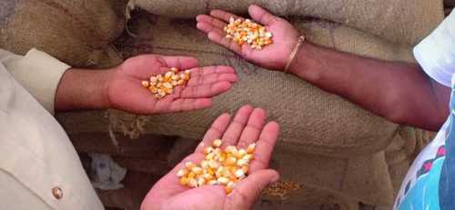 Natural Pure Yellow Maize Grade: Food