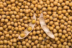 High Nutrient Value Soya Beans