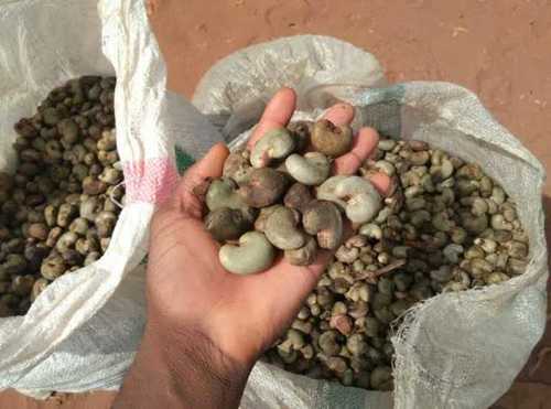 Hygienically Processed Raw Cashew Nuts