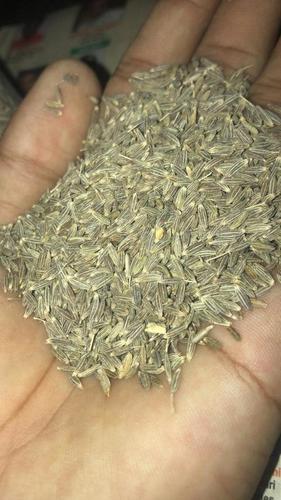 Optimum Class Cumin Seed - Dried Spices Seeds, 50 Kilograms, Brown/green, Natural Drying Process, Grade: Gold, 100% Purity, Aromatic Flavor