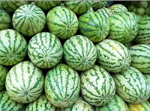 Organic Green Color Fresh Watermelon