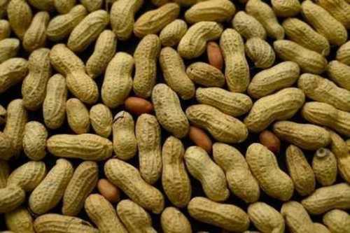 Brown Organic Groundnut With Shell